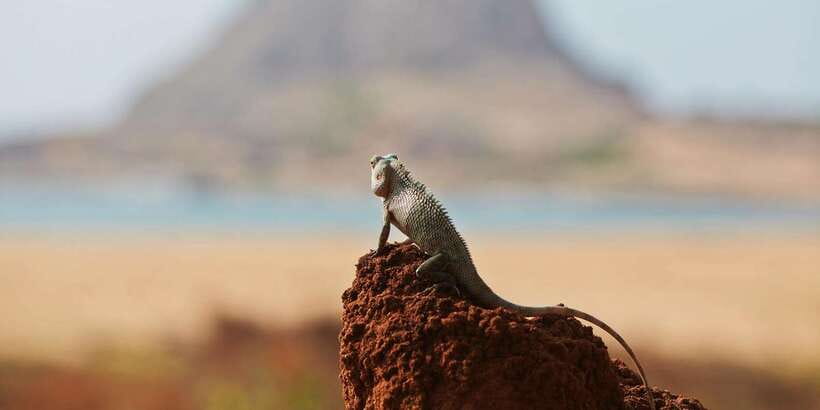 Yala Safari All-Inclusive Package with Convenient Pick Up - Should you book Shehan Safari Jeep Tours for Yala?