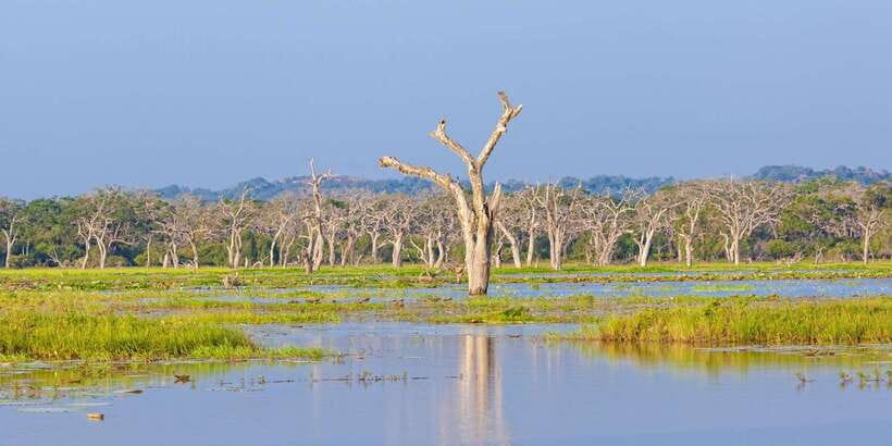 Yala Safari All-Inclusive Package with Convenient Pick Up - Soft-top safari jeep viewing: comfortable enough, but don’t ignore the bumps