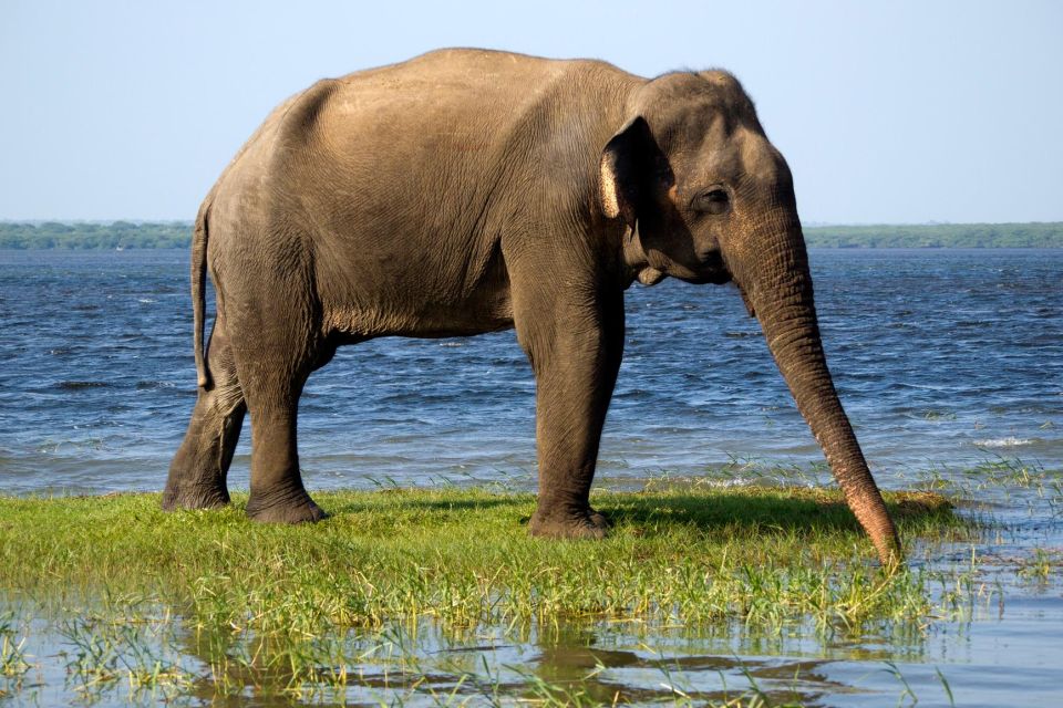 Yala Safari All-Inclusive Package with Convenient Pick Up - Morning or evening departure: how to choose your best match