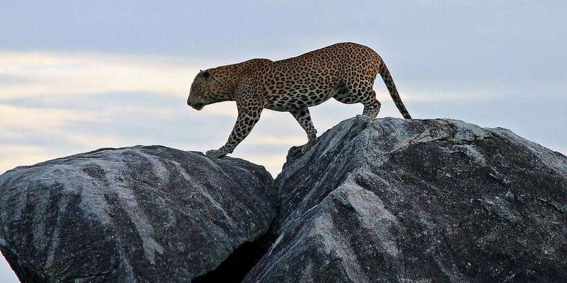Yala Safari All-Inclusive Package with Convenient Pick Up - What to do once you’re on safari (so the day feels smoother)