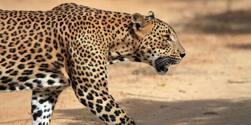 Yala Safari All-Inclusive Package with Convenient Pick Up - Pickup coverage across southern Sri Lanka (and the one timing tip)
